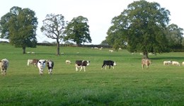 England’s cattle and sheep populations hit record lows: Beef and lamb market update